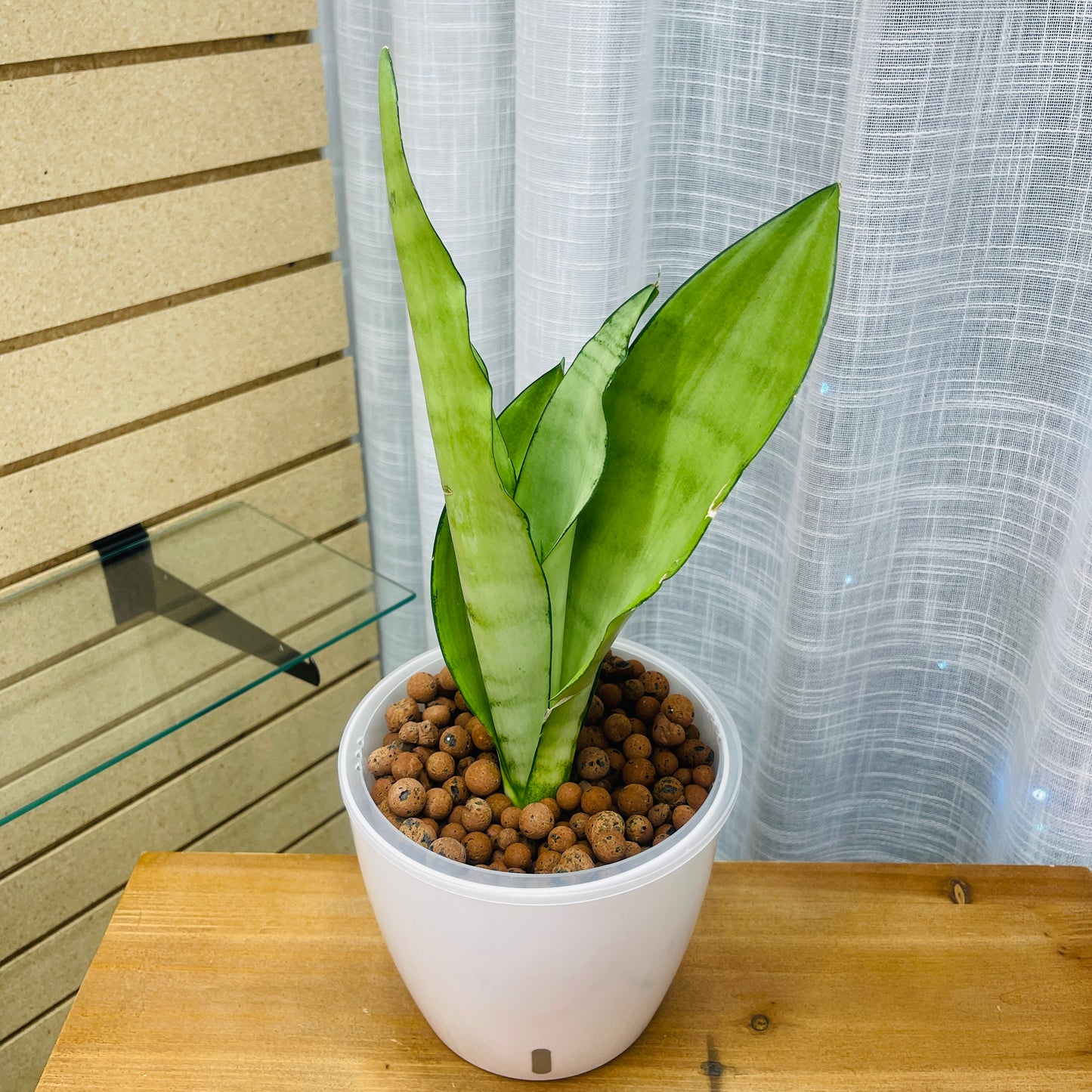 Sansevieria Snake Plant Moonshine 7 Inch, Pre-Planted