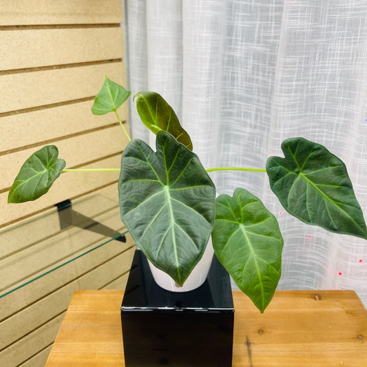 Alocasia Regal Shield, Pre-Planted