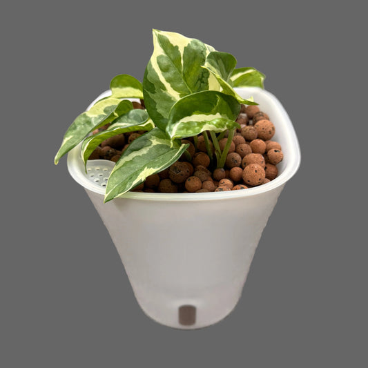Epipremnum Aureum Pearls and Jade 7 Inch, Pre-Planted
