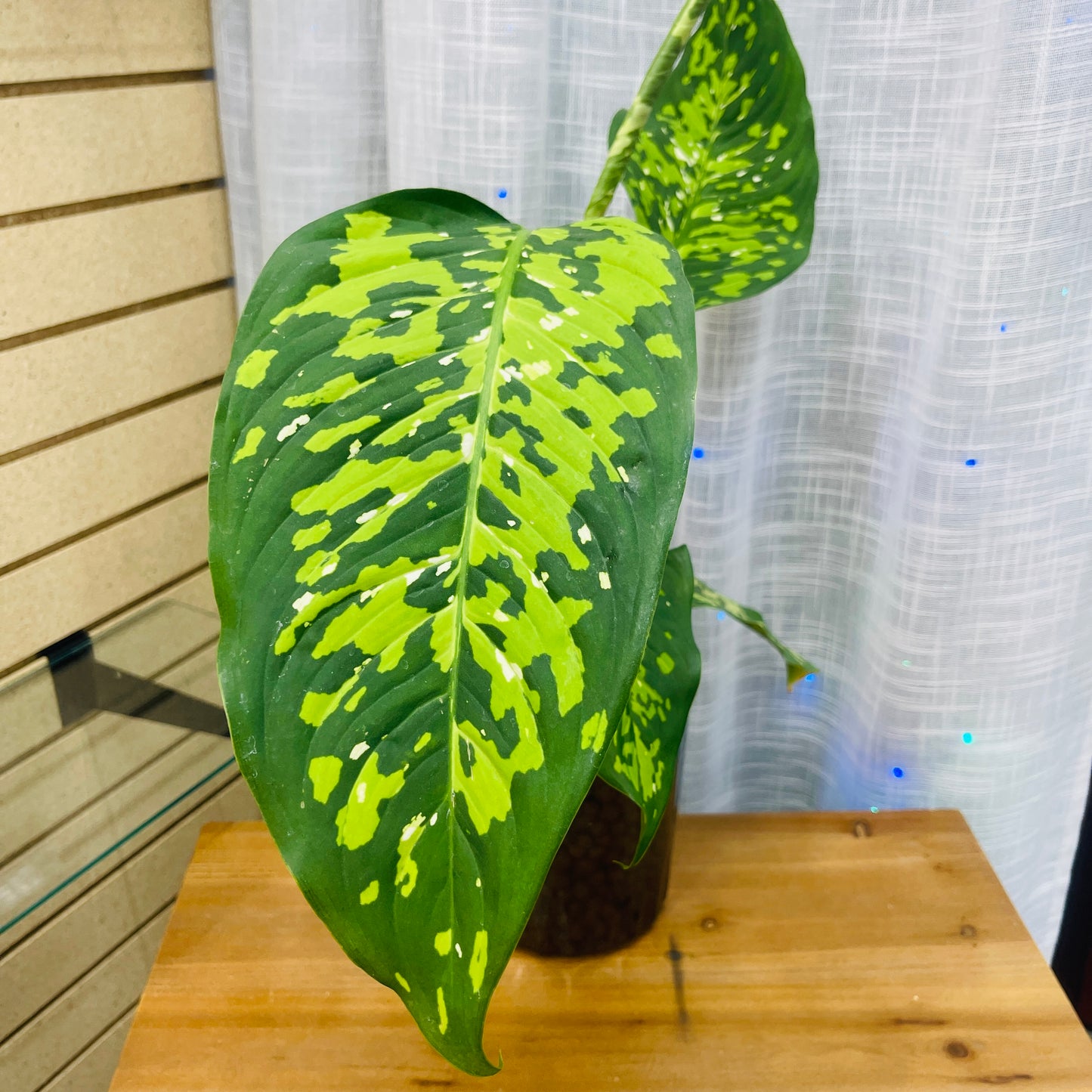 Dieffenbachia Tri Color Smokey Enclosed Pot, Pre-Planted