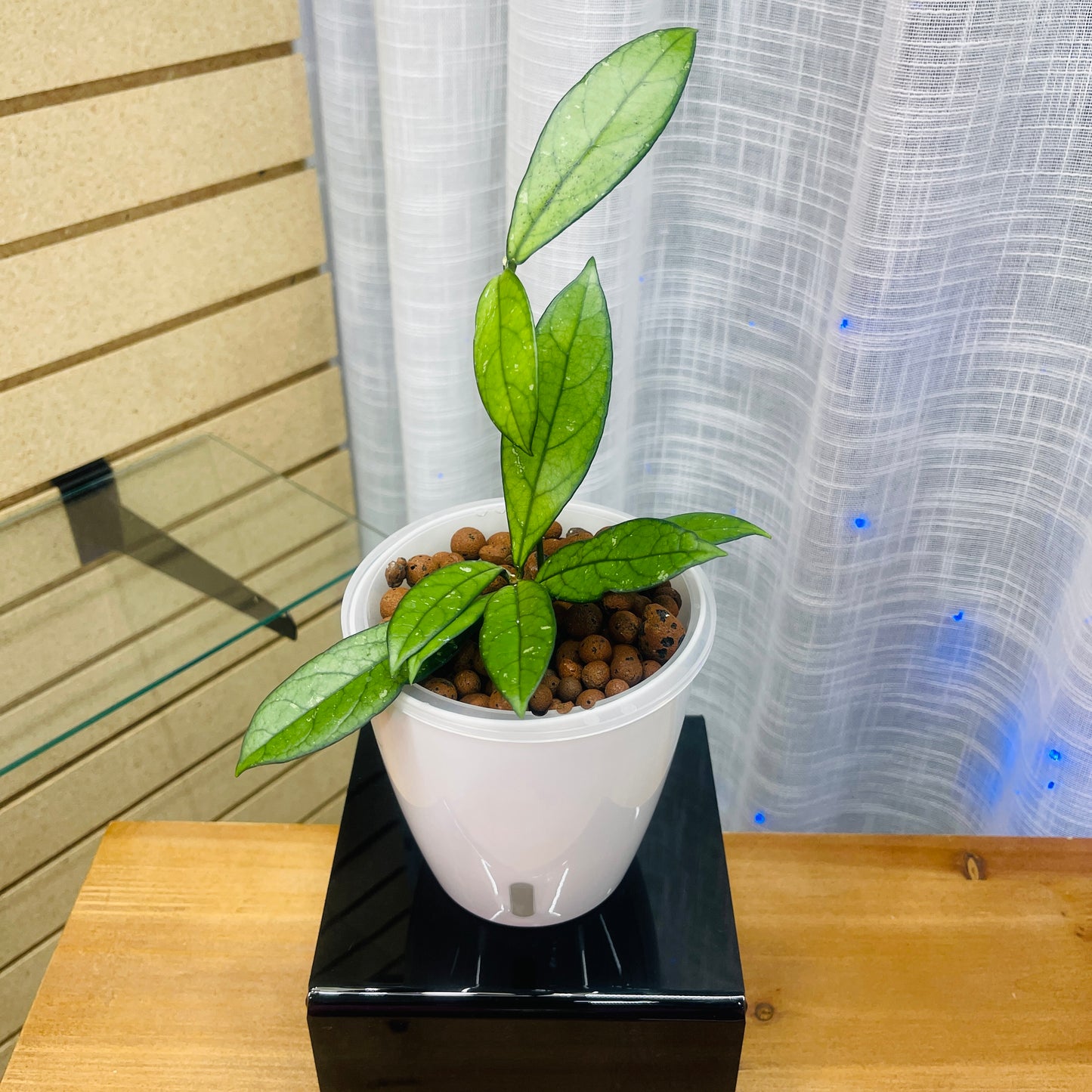 Hoya Crassipetiolata, Pre-Planted