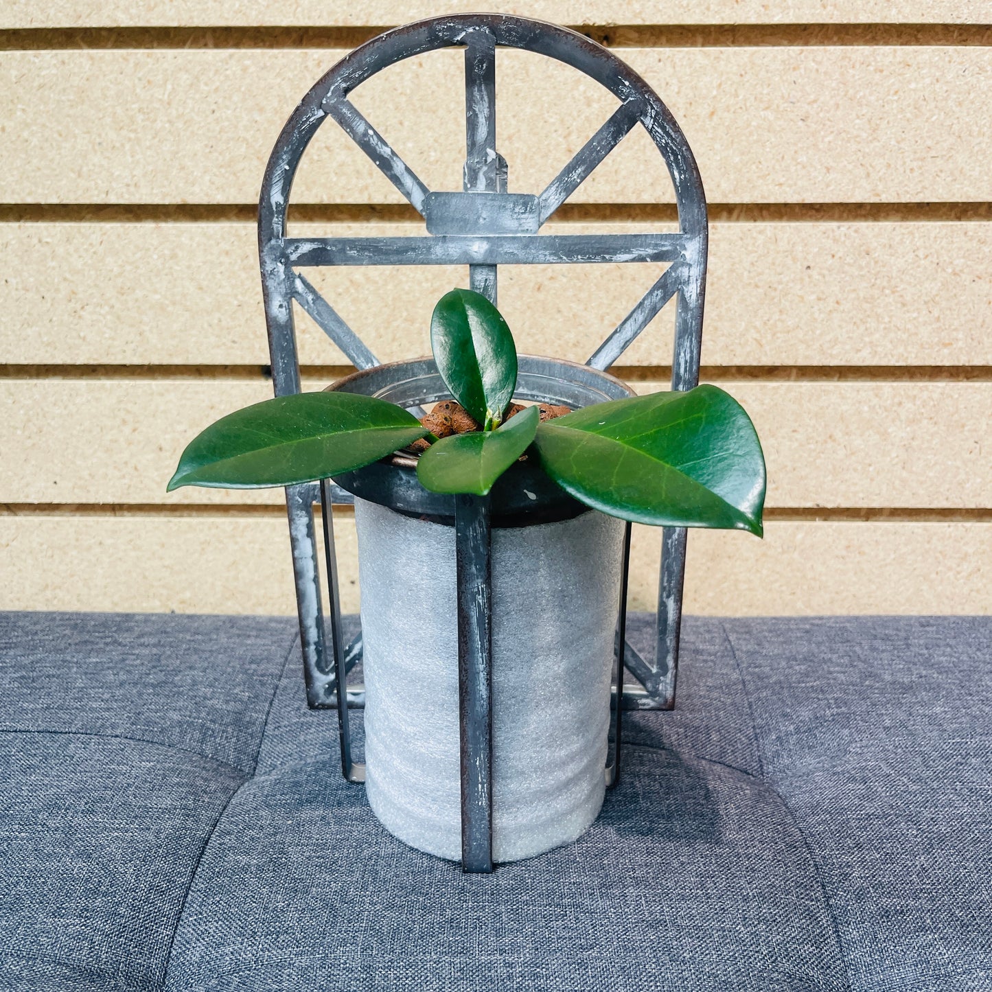 Hoya Skinneriana (Dee's Big One), Rustic Wall Vase, Pre-Planted
