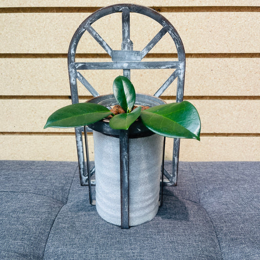 Hoya Skinneriana (Dee's Big One), Rustic Wall Vase, Pre-Planted