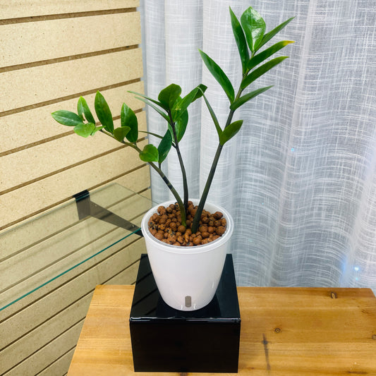 ZZ Green Zamioculcas Zamiifolia, Pre-Planted