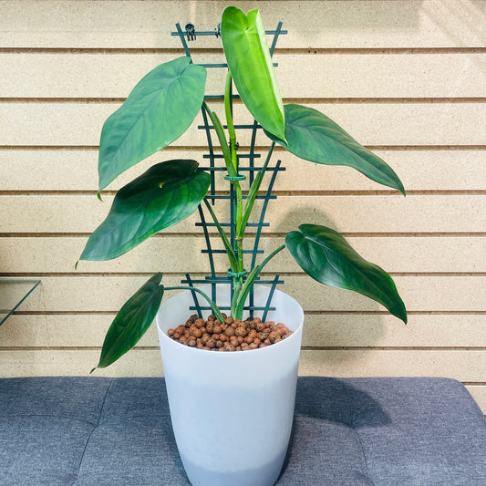 Syngonium Chiapense Metallic White Pot with Trellis, Pre-Planted