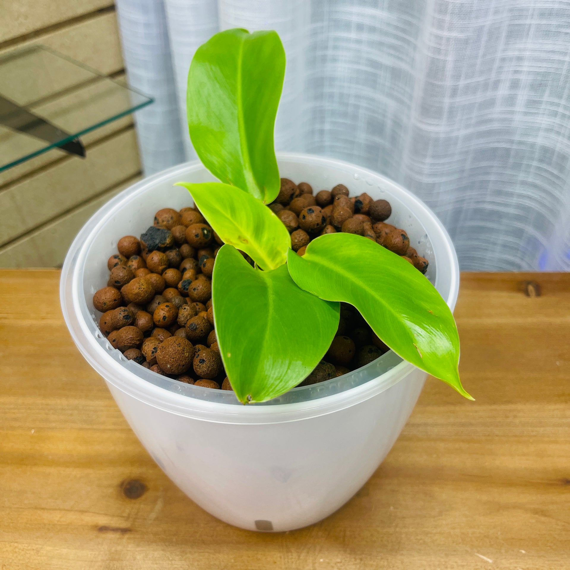 imperial gold philodendron Philodendron Imperial Gold 7 Inch, Pre-Planted – LV Plantas