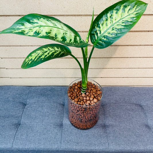 Dieffenbachia Tropical Snow Large Cylindrical Vase, Pre-Planted