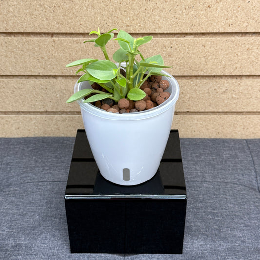 Peperomia Orba Pixie Lime, Pre-Planted