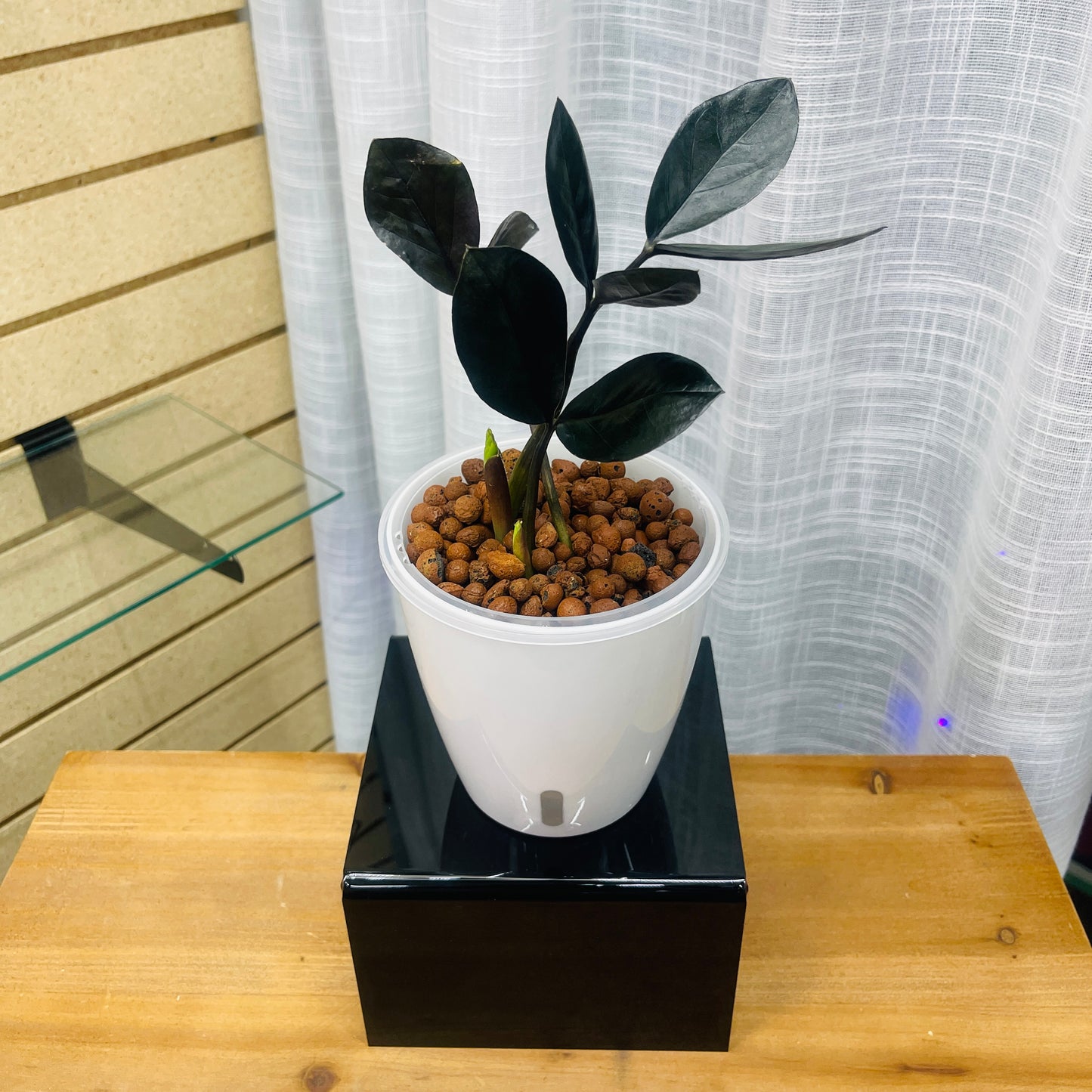 ZZ Raven Zamioculcas Zamiifolia, Pre-Planted