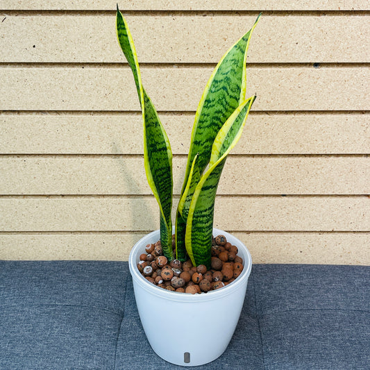 Sansevieria Snake Plant Laurentii 7 Inch, Pre-Planted