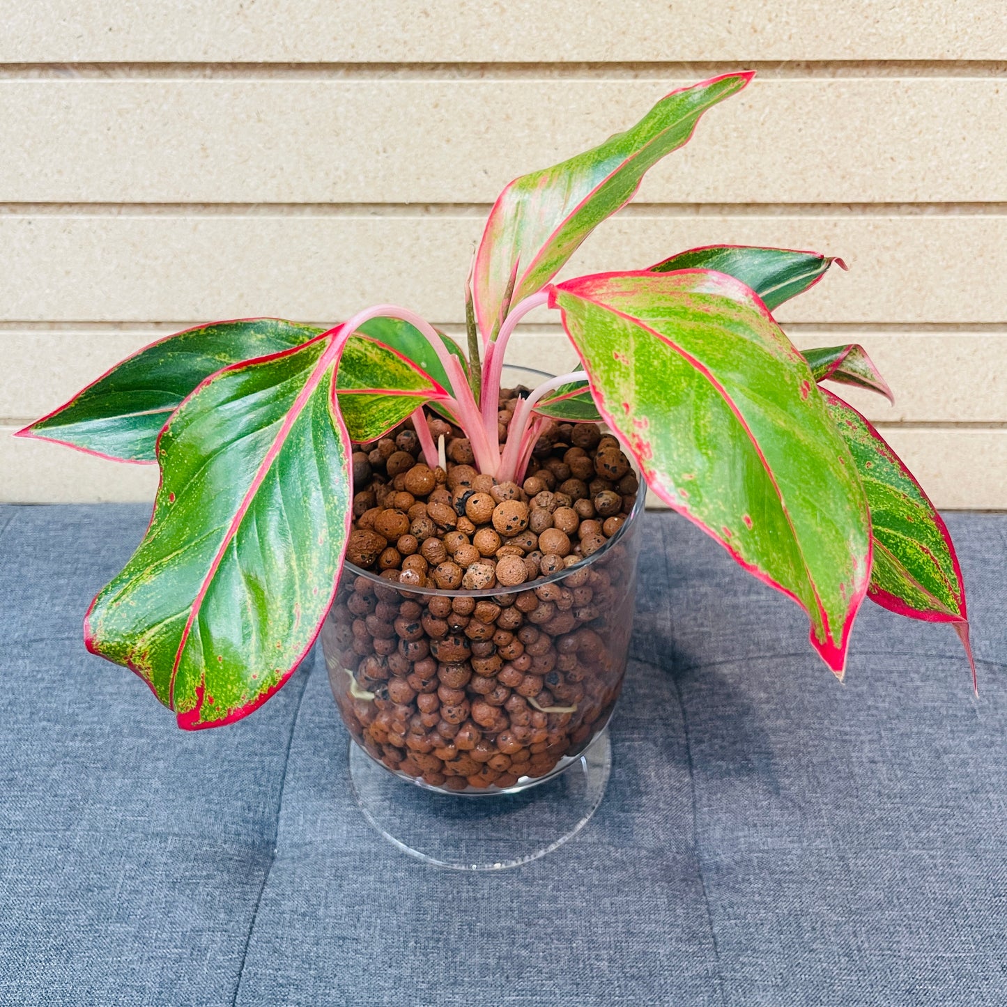 Aglaonema Siam Aurora Medium Pedestal Vase, Pre-Planted