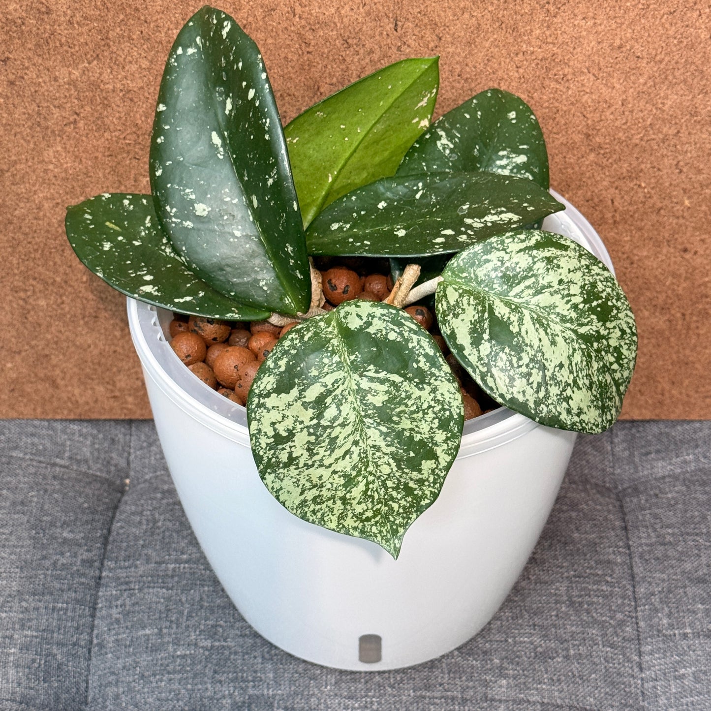 Hoya Carnosa Freckles Splash 7 Inch, Pre-Planted