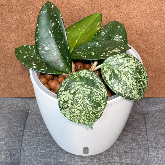 Hoya Carnosa Freckles Splash 7 Inch, Pre-Planted