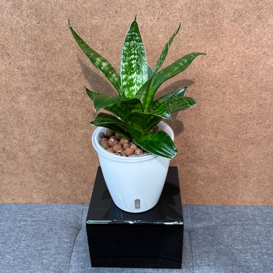 Sansevieria Bird's Nest Green Strip, Pre-Planted