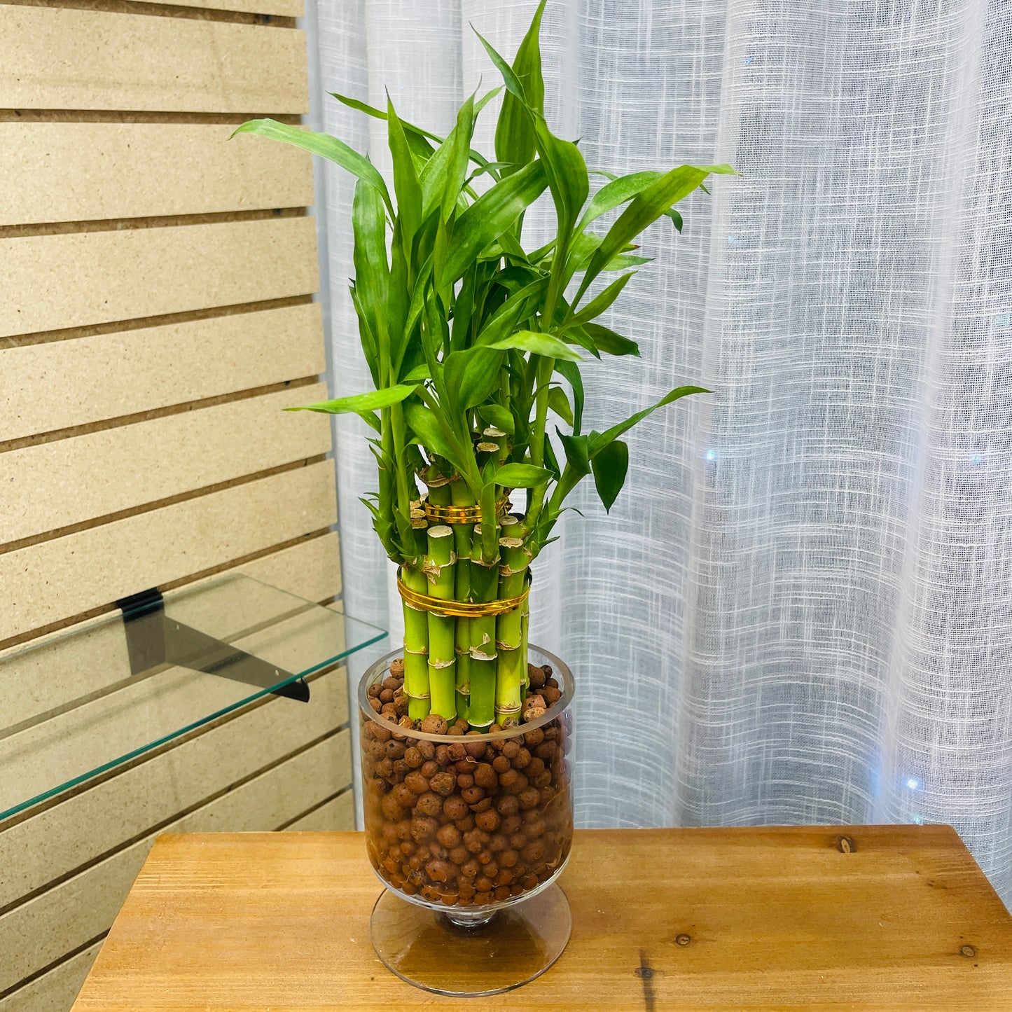 Bamboo Lucky, Medium Pedestal Vase, Pre-Planted