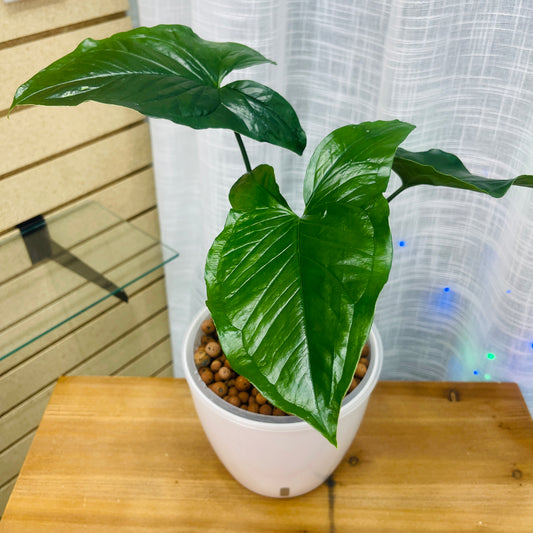 Syngonium Green Arrowhead 7 Inch,  Pre-Planted