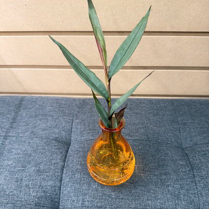 Vase with Plant