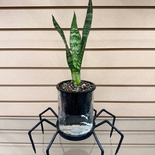 Sansevieria Snake Plant Green Stripe Self-Watering Vase Spider, Pre-Planted