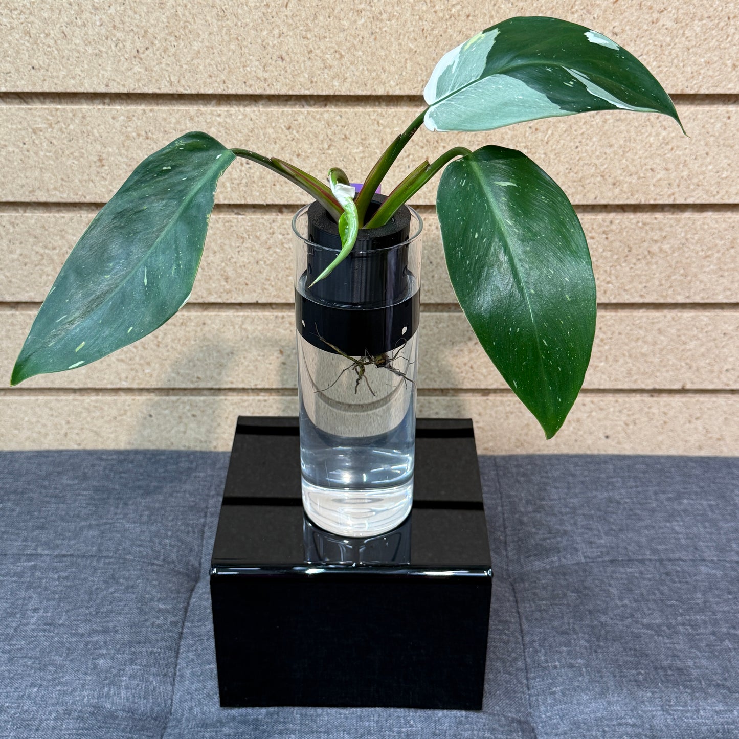 Vase with Plant