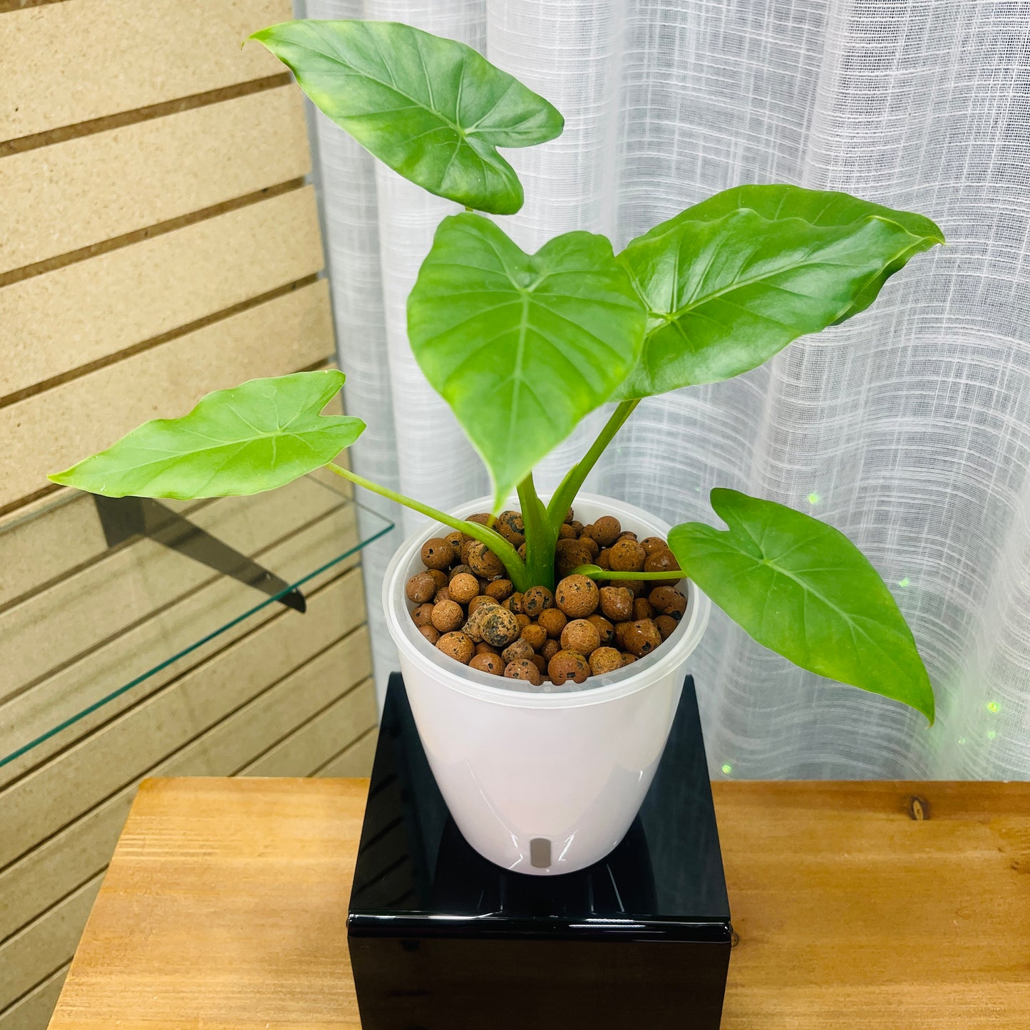 Alocasia Odora, Pre-Planted