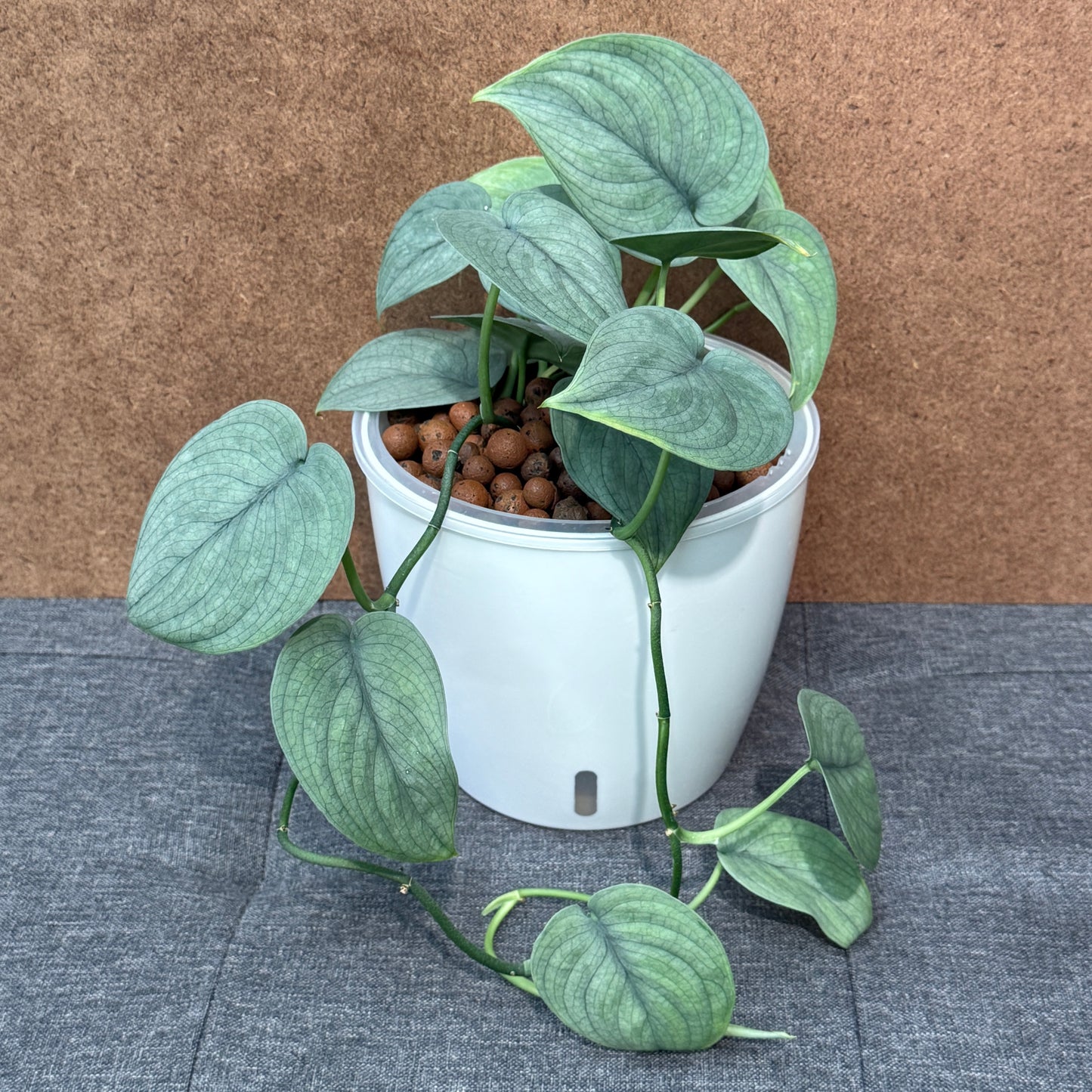 Scindapsus Lucens  Scindapsus Pictus 7 Inch,  Pre-Planted