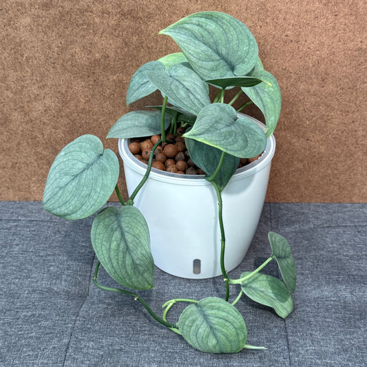 Scindapsus Lucens  Scindapsus Pictus 7 Inch,  Pre-Planted