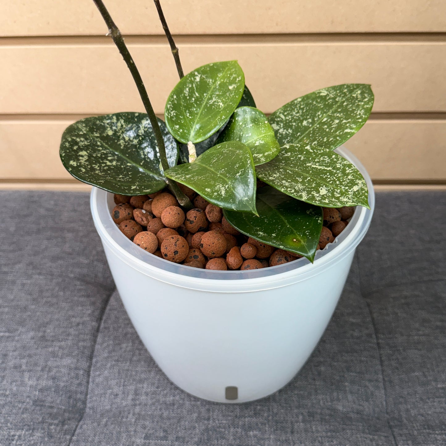 Hoya Verticillata Splash 7 Inch, Pre-Planted