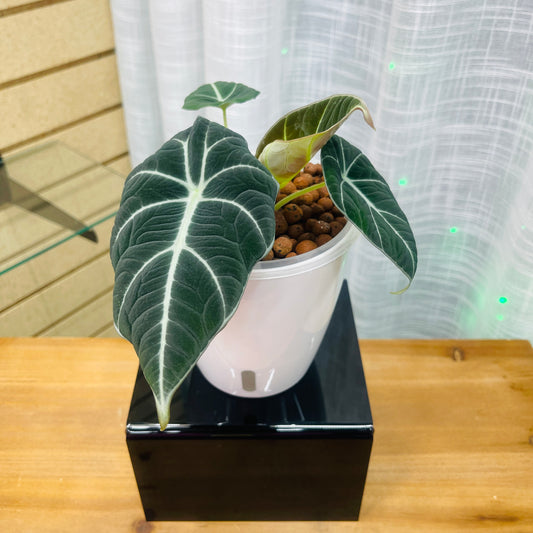 Alocasia Black Velvet, Pre-Planted