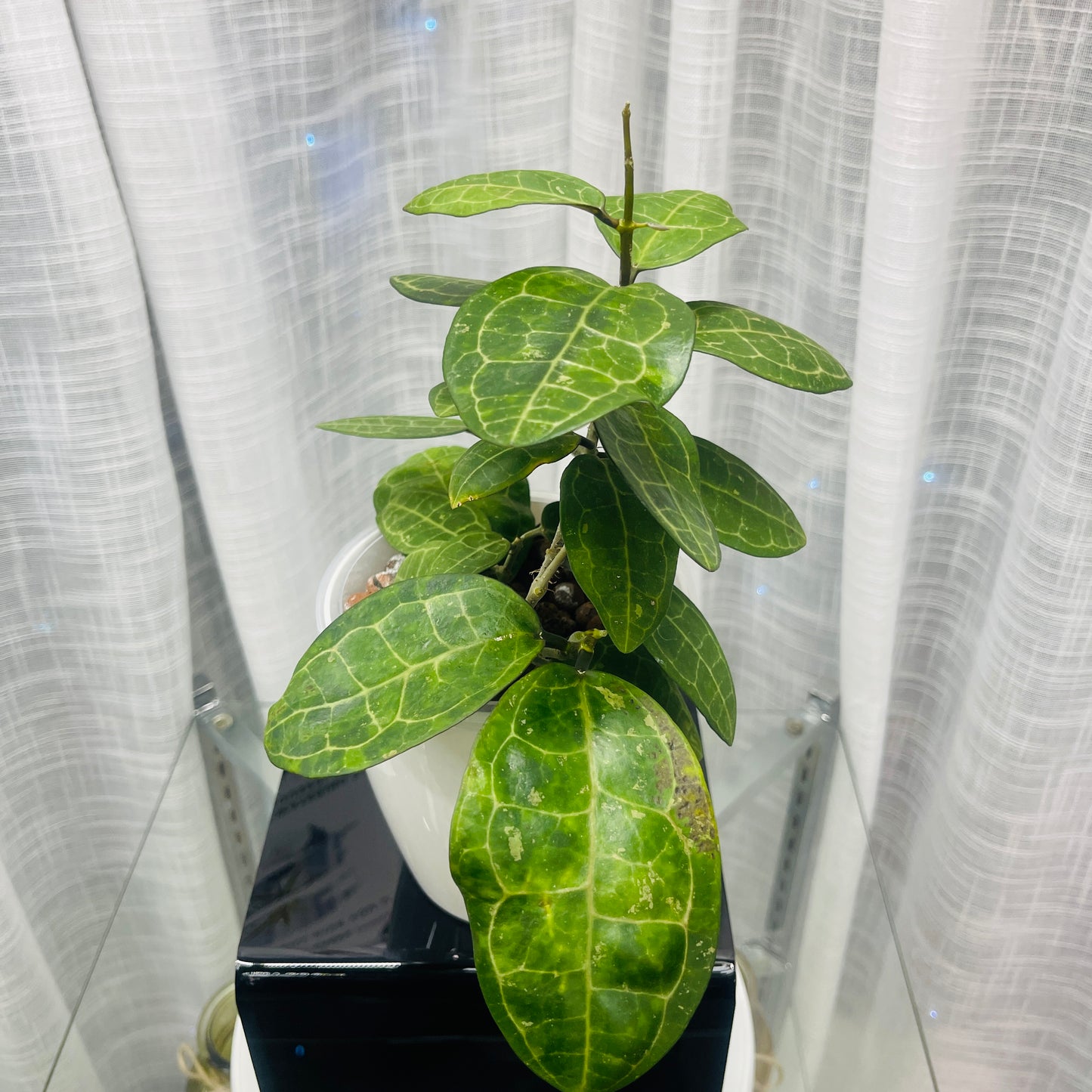 Hoya Elliptica,  Pre-Planted