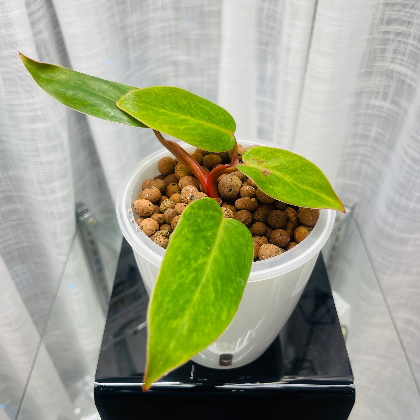 Philodendron Painted Lady, Pre-Planted