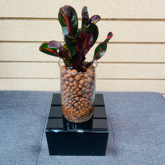 Croton Mammy Small Vase, Pre-Planted