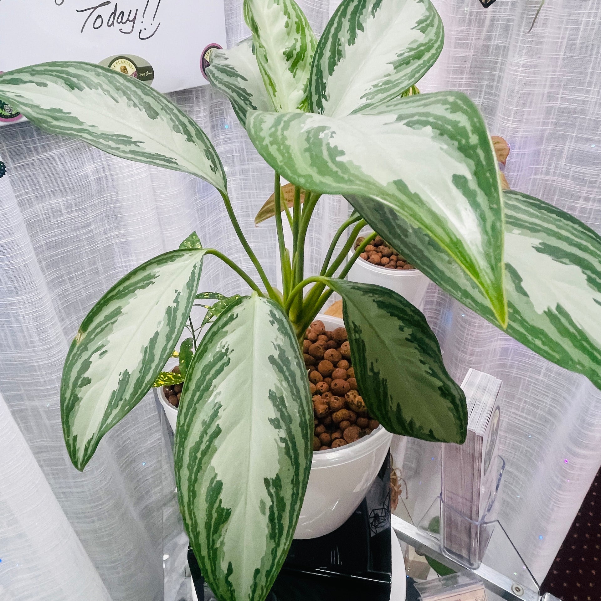 planta aglaonema dolar Aglaonema Silver Bay 7 Inch, Pre-Planted – LV Plantas