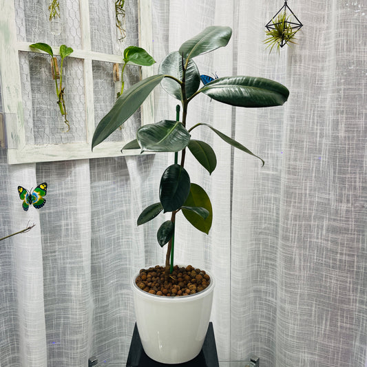 Ficus Rubber Tree Burgundy 7 Inch, Pre-Planted