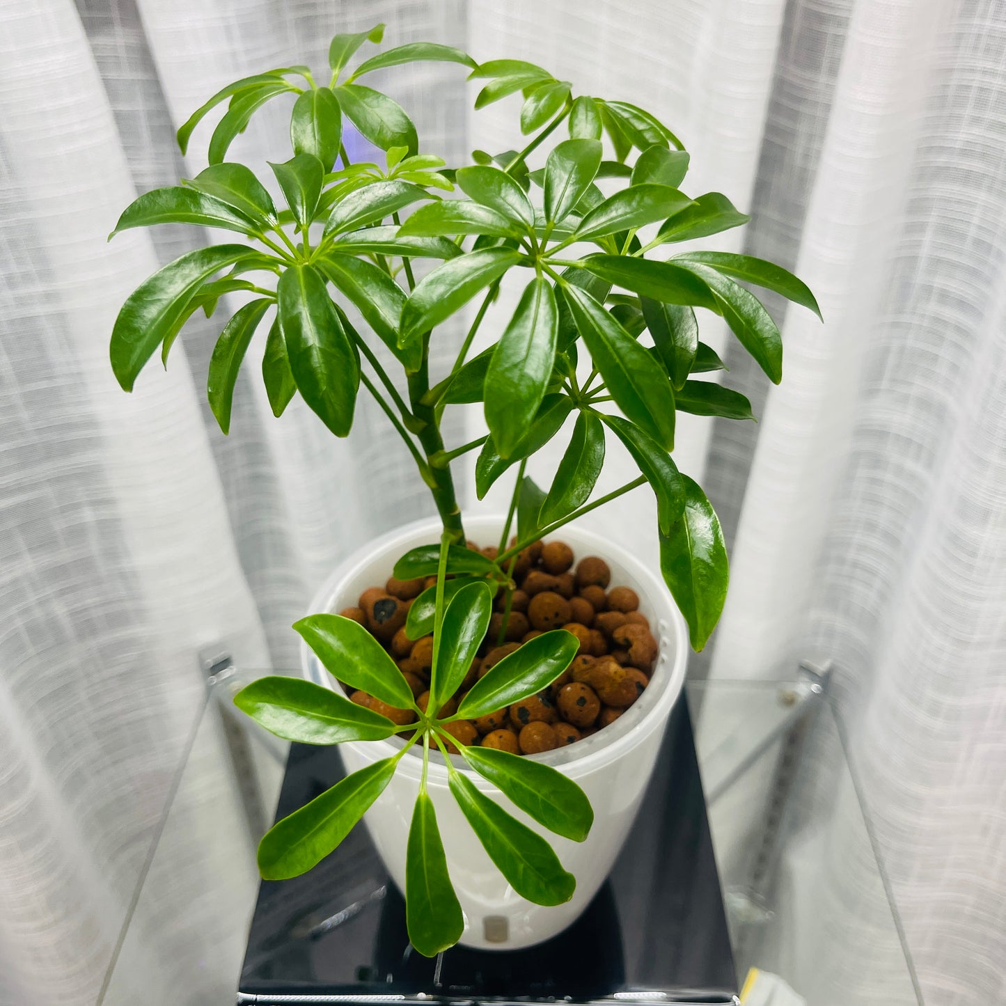 Schefflera Dwarf Umbrella Plant, Pre-Planted