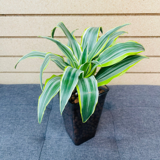 Dracaena Infinity Green Smokey Rectangular Vase, Pre-Planted