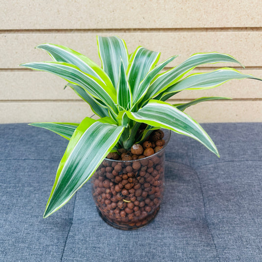 Dracaena Infinity Green Stout Glass Vase, Pre-Planted