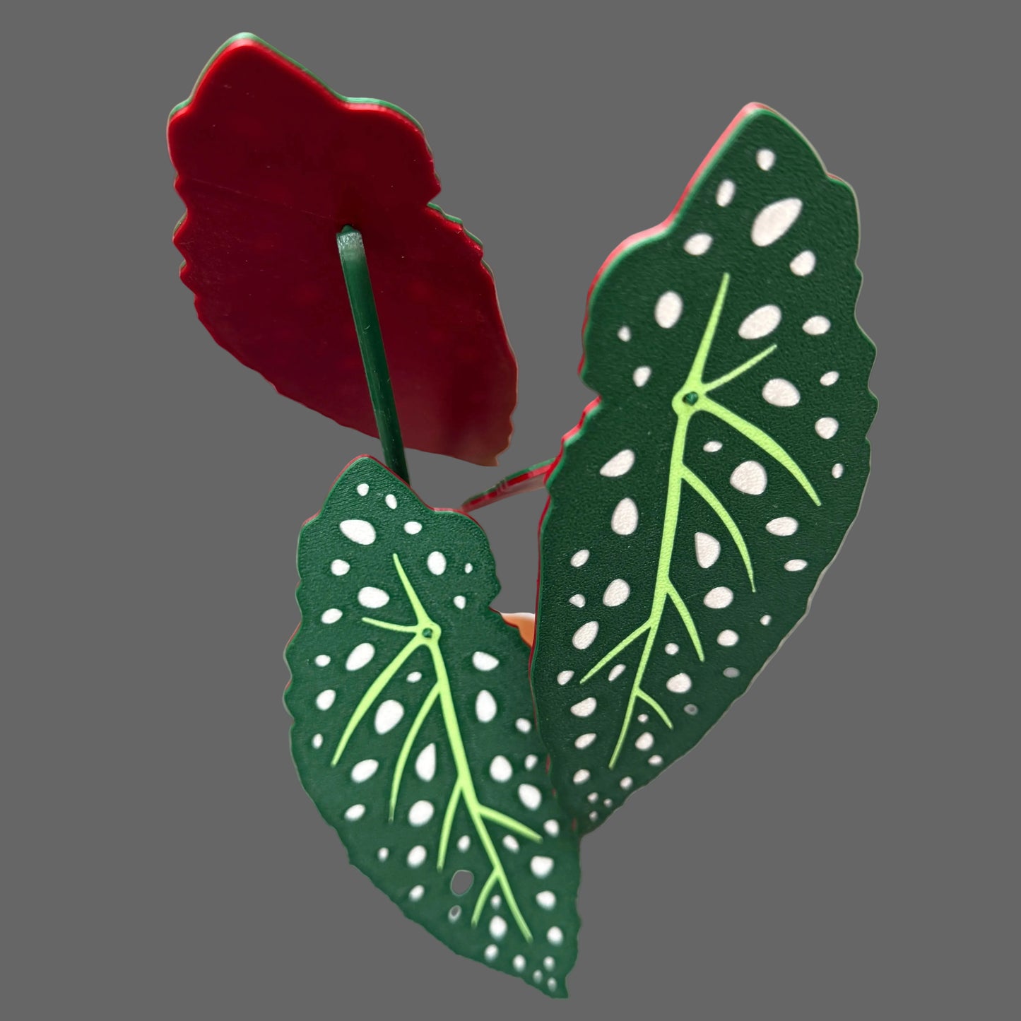 Begonia Coaster Set