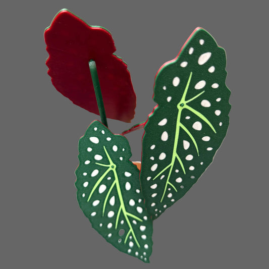 Begonia Coaster Set