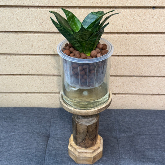 Sansevieria Green Stripe Bird's Nest Self-Watering Vase w/Wooden Stand, Pre-Planted