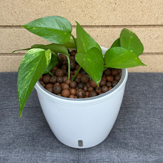 Pothos Golden 7 Inch, Pre-Planted