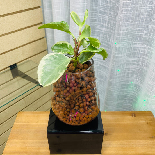 Peperomia Obtusifolia Variegated, Dented Vase, Pre-Planted