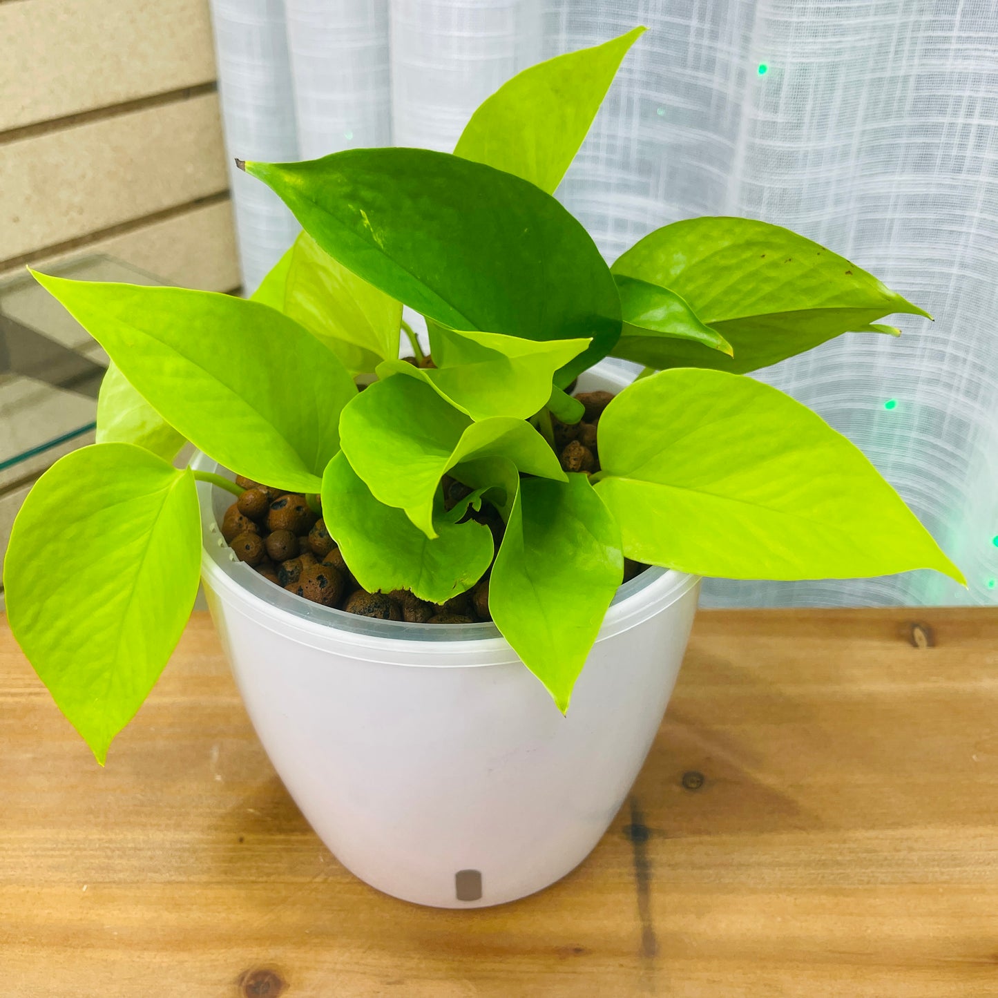 Pothos Neon 7 Inch,  Pre-Planted