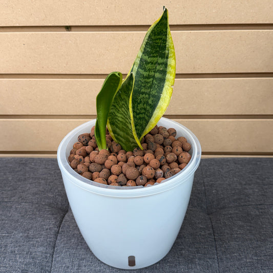 Sansevieria Bird's Nest Laurentii 7 Inch, Pre-Planted