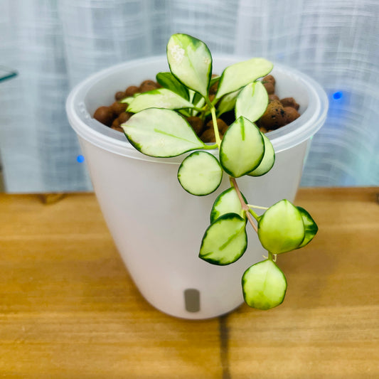 Hoya Heuschkeliana Variegata,  Pre-Planted