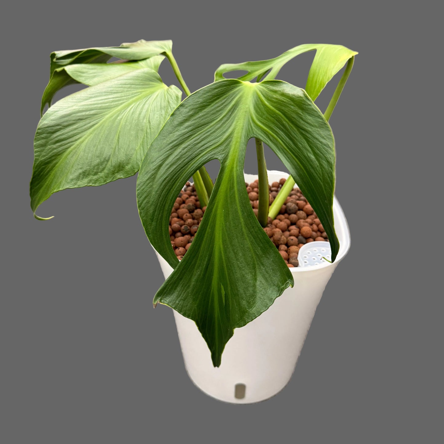 Monstera Burle Marx Flame 10 Inch,  Pre-Planted