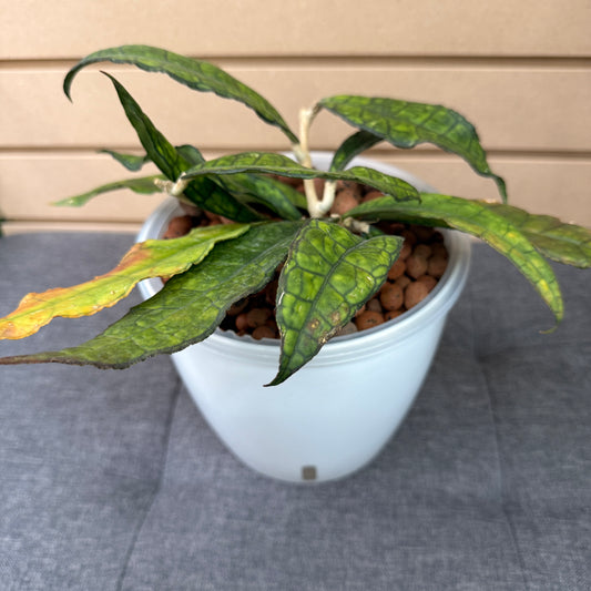 Hoya Clemensiorum 7 Inch, Pre-Planted