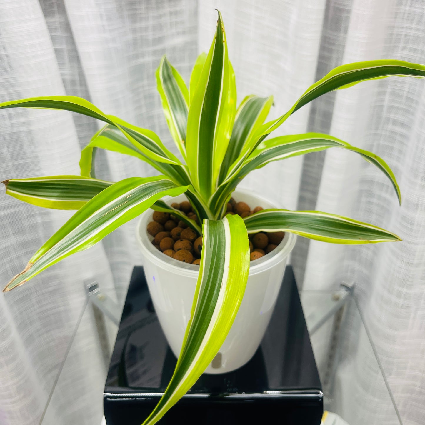 Dracaena Lemon Lime, Pre-Planted