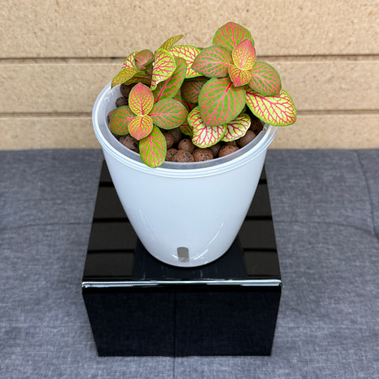 Fittonia Nerve Plant, Pre-Planted