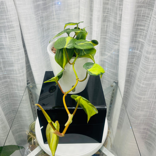 Philodendron Brasil,  Pre-Planted