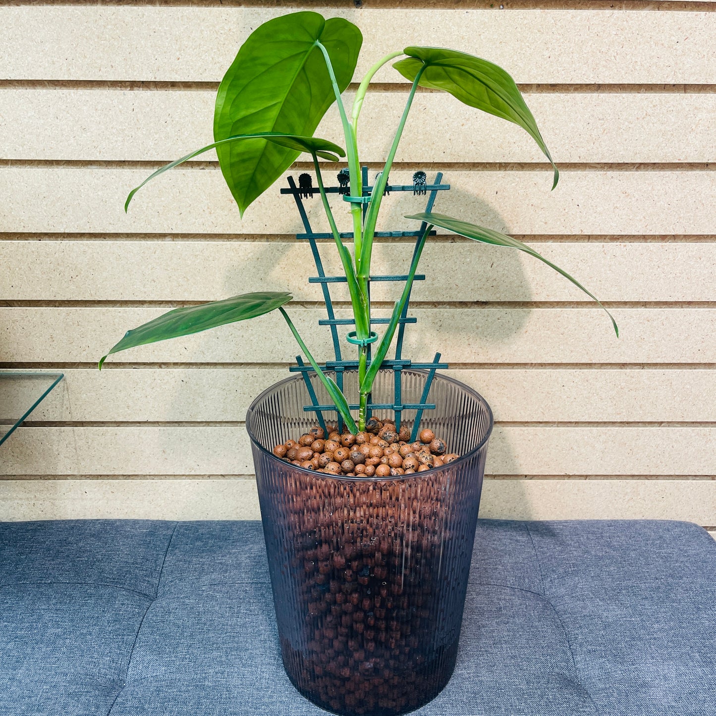 Syngonium Chiapense Smokey Pot with Trellis, Pre-Planted